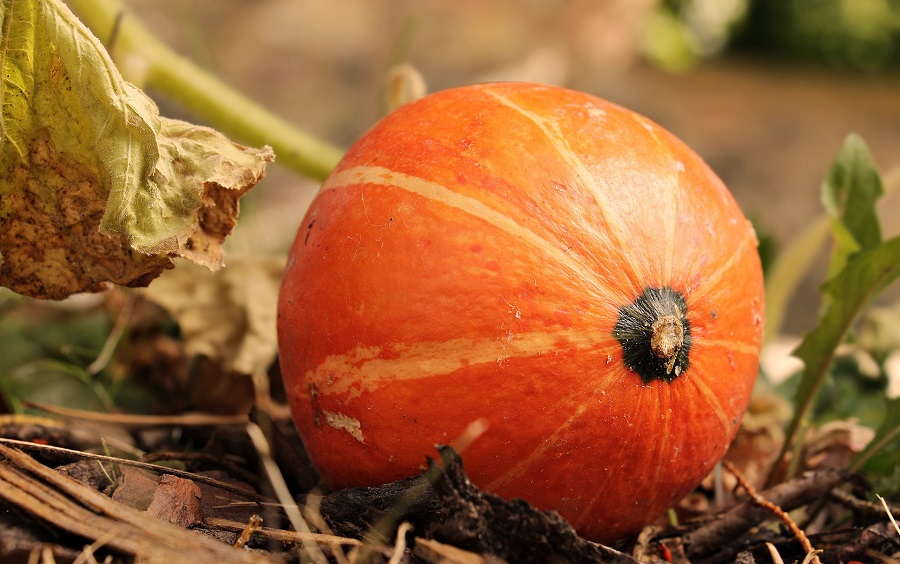 Slow Cooker Fall Dump Cake Recipes a Pumpkin Growing