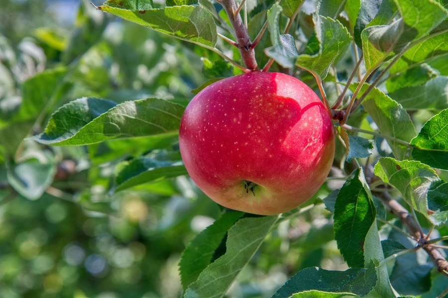 Slow Cooker Fruity Dessert Recipes Apple on a Tree