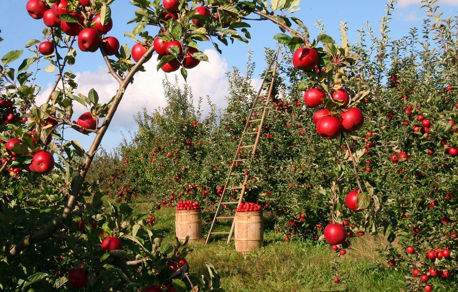 Slow Cooker Fall Dump Cake Recipes Apple Orchard