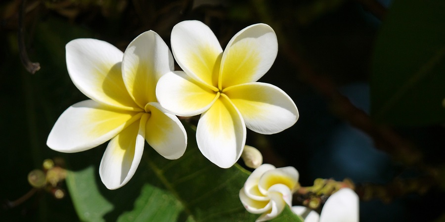 Crockpot Hawaiian BBQ Recipes Close Up of a Tropical Flower That is Yellow and White