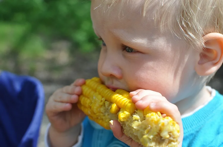 Crockpot Corn on the Cob Recipes Close Up of a Child Eating Corn on the Cob