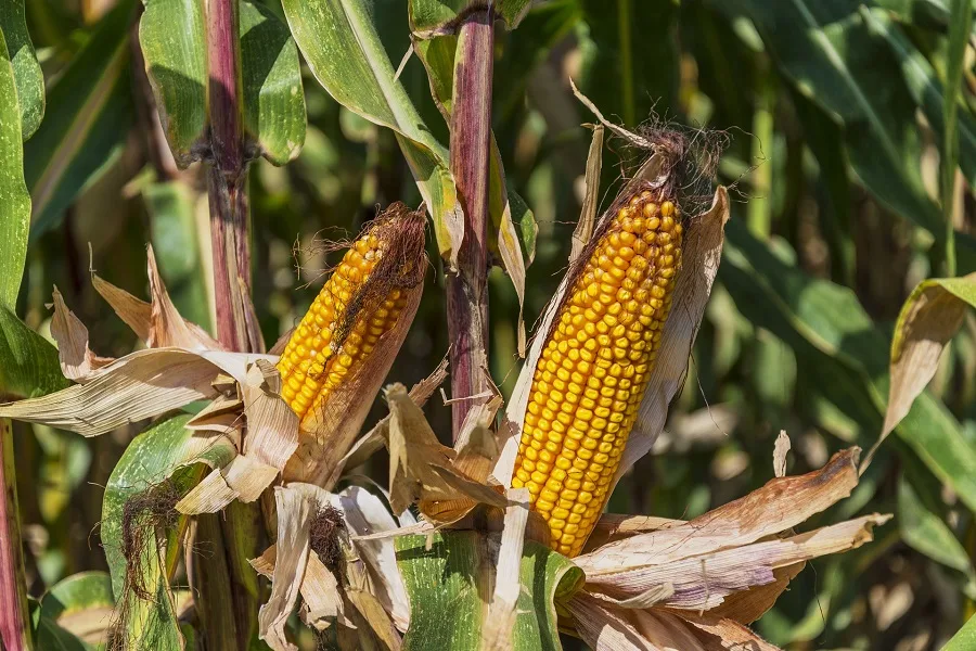 Crockpot Corn on the Cob Recipes Corn Cobs on Stalks in a Field