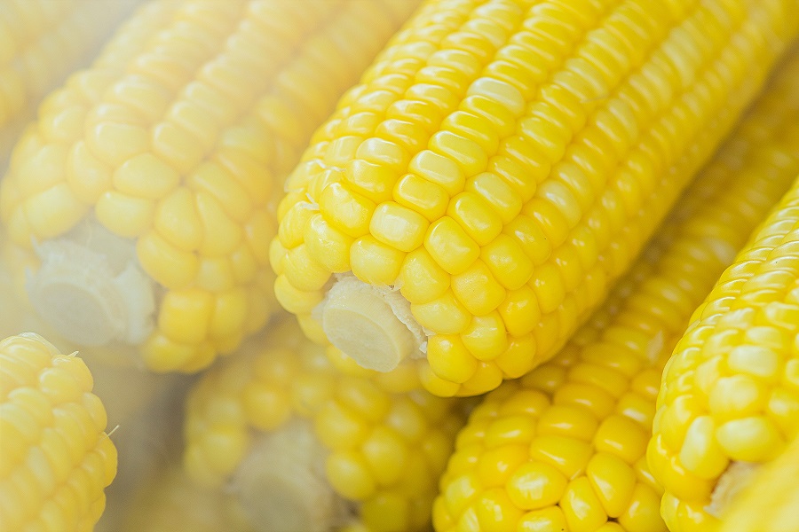 Instant Pot Corn Recipes Close Up of Corn Cobs Steaming