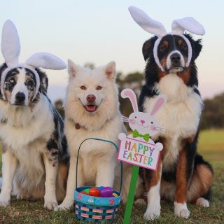 Crockpot Easter Recipes Three Dogs Standing in a Field Wearing Easter Bunny Ears Holding a Sign That Says Happy Easter