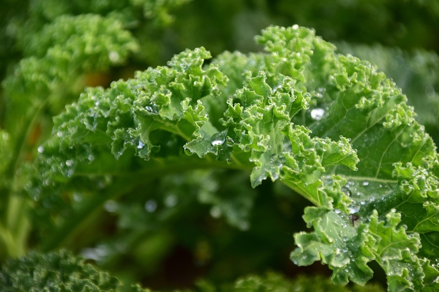 Instant Pot Kale Soup Recipes Close Up of Freshly Washed Kale