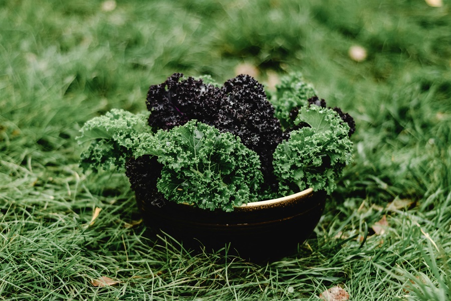 Instant Pot Kale Soup Recipes a Metal Bowl of Kale Sitting on Grass