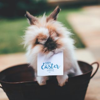 Easy Crockpot Easter Recipes a Bunny in a Bucket Holding a Sign in its Mouth That Says Happy Easter