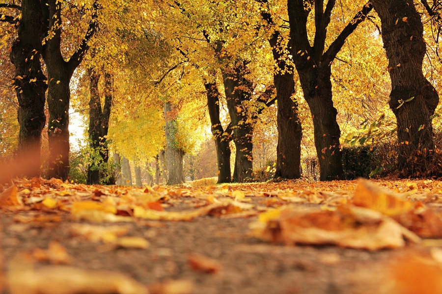 Cozy Fall Crockpot Recipes a Walking Path Covered in Fall Leaves and Lined with Trees