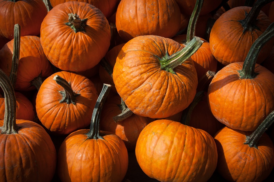 Crockpot Pumpkin Bread Recipes Close Up of Pumpkins