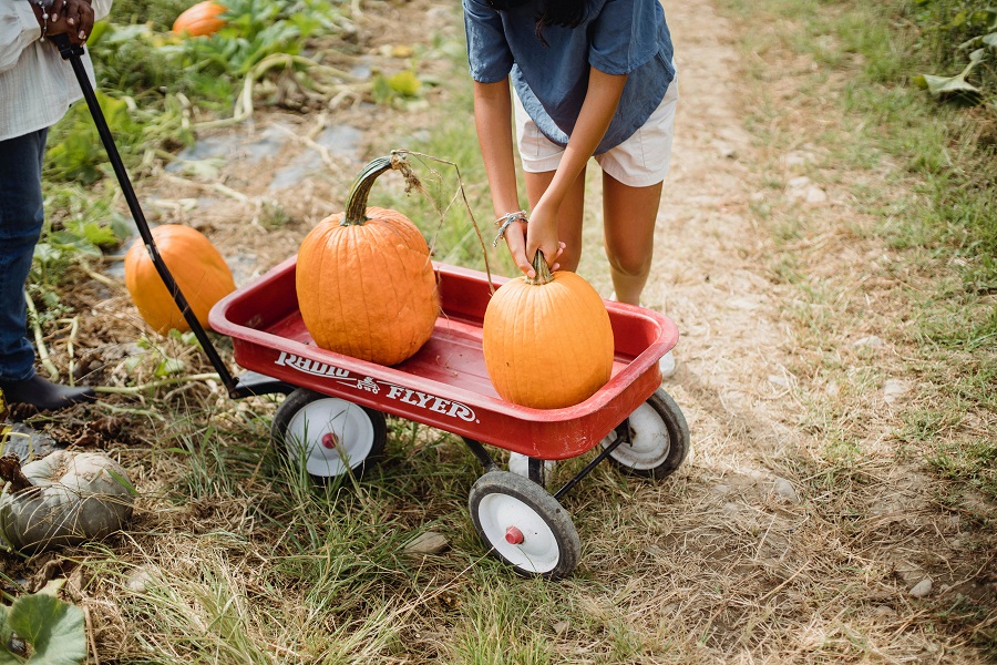 Crockpot Pumpkin Bread Recipes A Person Loading Pumpkins into a Red Wagon