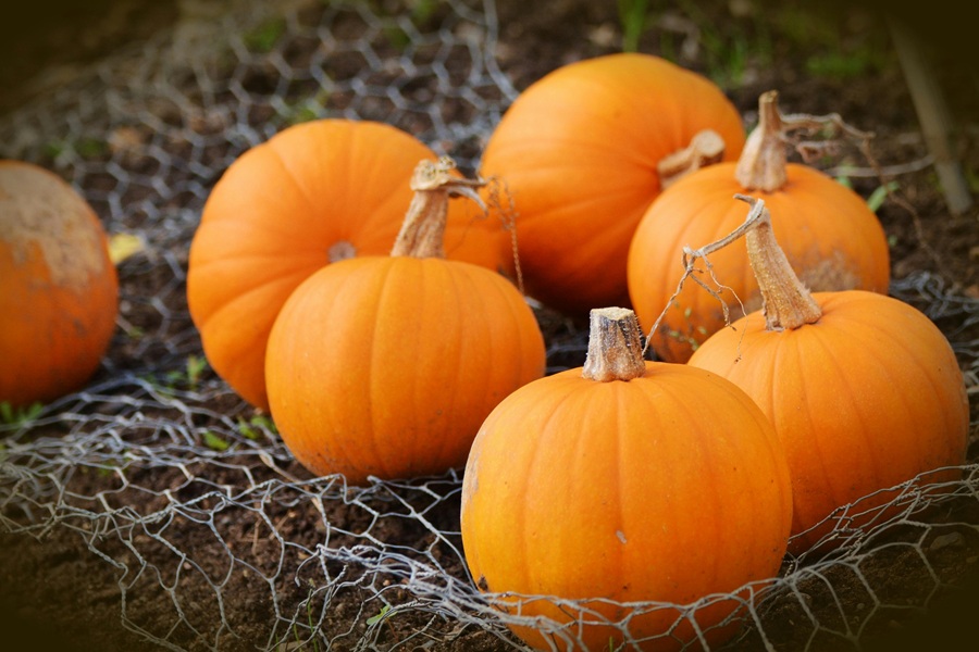 Slow Cooker Pumpkin Bread Recipes Close Up of a Net of Pumpkins in Varying Sizes