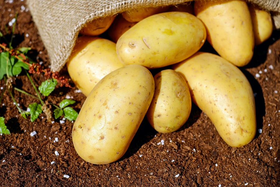 Healthy Instant Pot Family Dinners Close Up of a Spilled Bag of Potatoes on Dirt