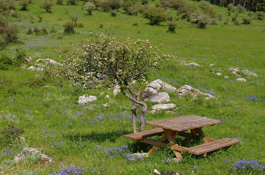 Instant Pot Spring Dinner Ideas Picnic Table in the Middle of a Field Next to a Tree