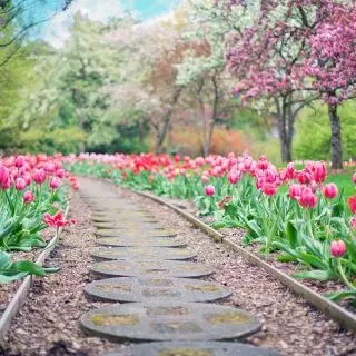 Instant Pot Spring Dinner Ideas Close Up of a Pathway Lined with Pink Flowers