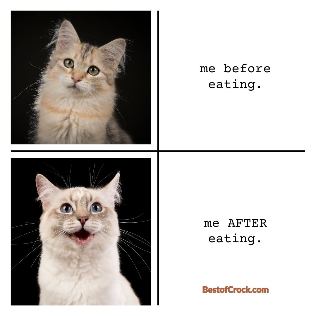 Funny Spring Memes Me before eating. Me after eating.