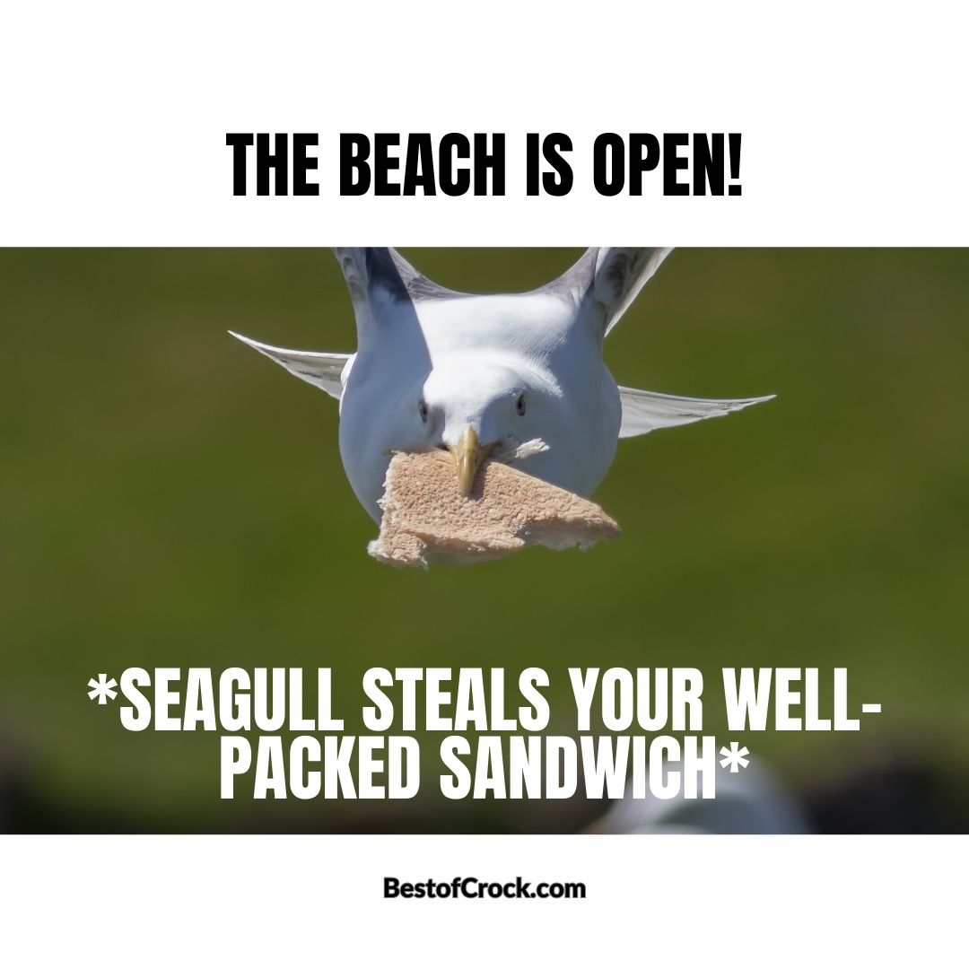 Summer Bod Memes The beach is open! *Seagull steals your well-packed sandwich.