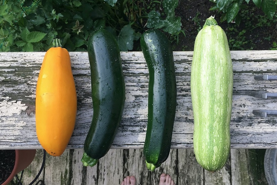 Best Crockpot Zucchini Recipes Overhead View of 4 Zucchini Types on a Wooden Surface