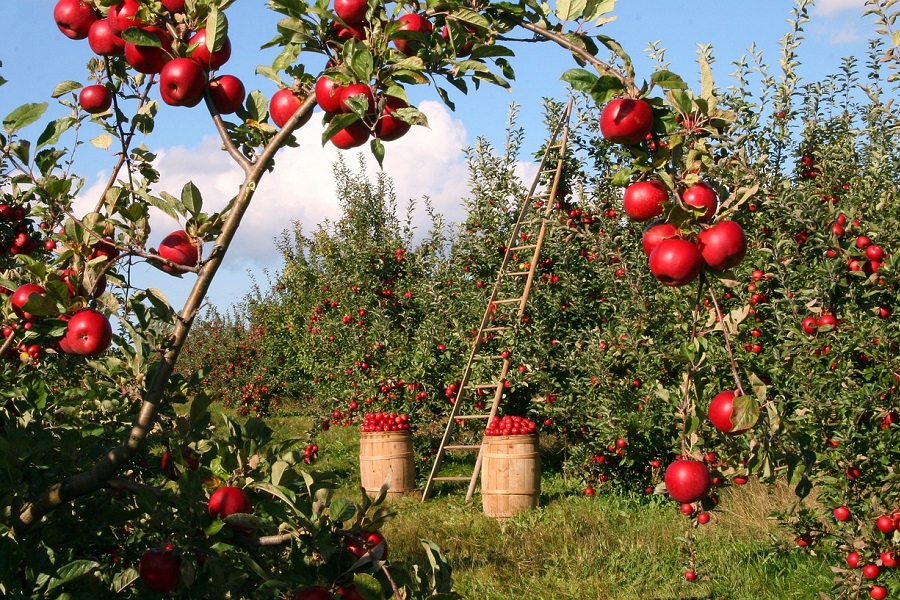 Crockpot Summer Dessert Recipes View of an Apple Orchard