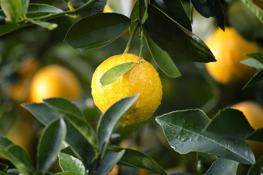 Crockpot Summer Dessert Recipes Lemons Growing on a Lemon Tree