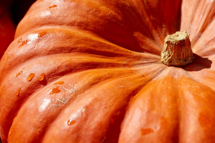 Funny Pumpkin Spice Memes Close Up of a Pumpkin