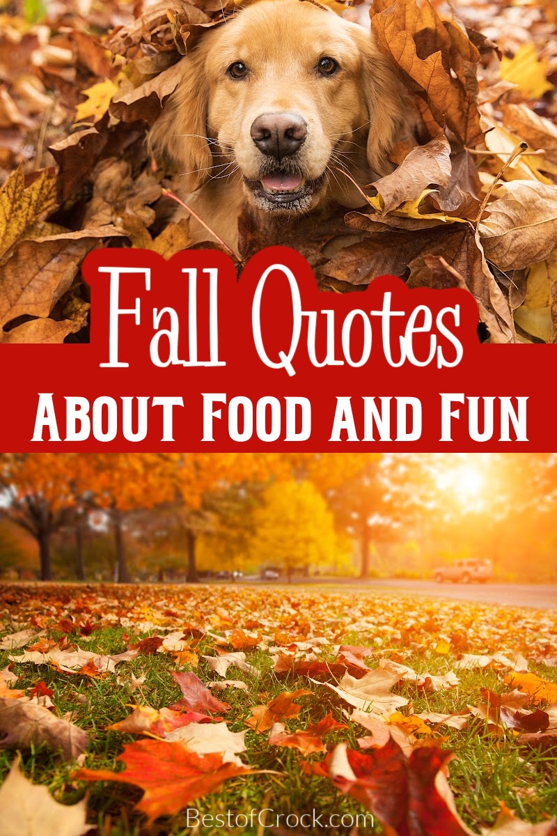 Funny fall food quotes pair nicely with delicious comfort food recipes for fall; the combination of laughter, comfort, and food is a winning one. Funny Fall Memes | Memes for Fall | Fall Memes for Social Media | Food Puns for Fall | Funny Food Puns | Funny Pumpkin Memes | Quotes for Fall | Funny Fall Quotes via @bestofcrock