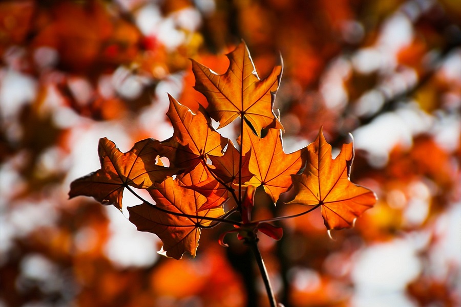 Fall Food Quotes Close Up of Fall Leaves