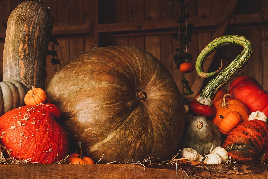 Fall Food Quotes Close Up of Pumpkins in Assorted Colors