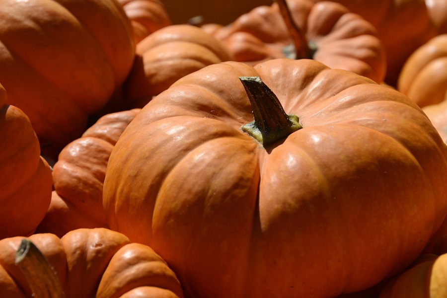 Best Savory Instant Pot Pumpkin Recipes for Fall Close Up of Pumpkins Outside in Sunlight