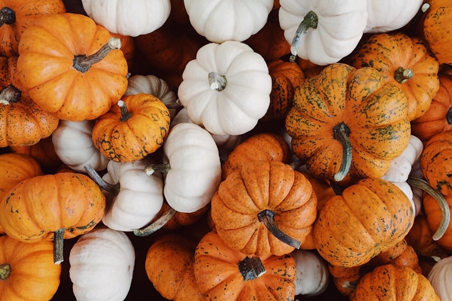 Best Savory Instant Pot Pumpkin Recipes for Fall Overhead View of a Pile of Sugar Pumpkins