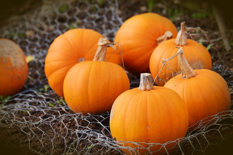 Instant Pot Pumpkin Recipes 6 Medium-Sized Pumpkins Sitting in a Chicken Wire Net