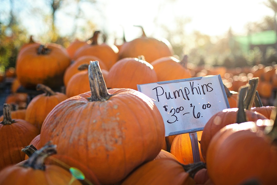 Best Savory Instant Pot Pumpkin Recipes for Fall
