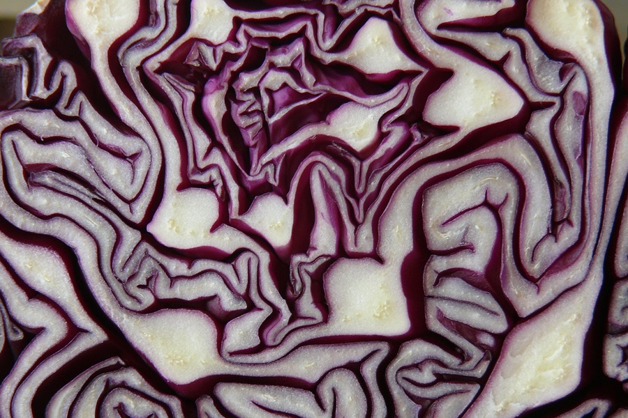 Radicchio vs Red Cabbage Close Up of the Inside of a Head of Red Cabbage