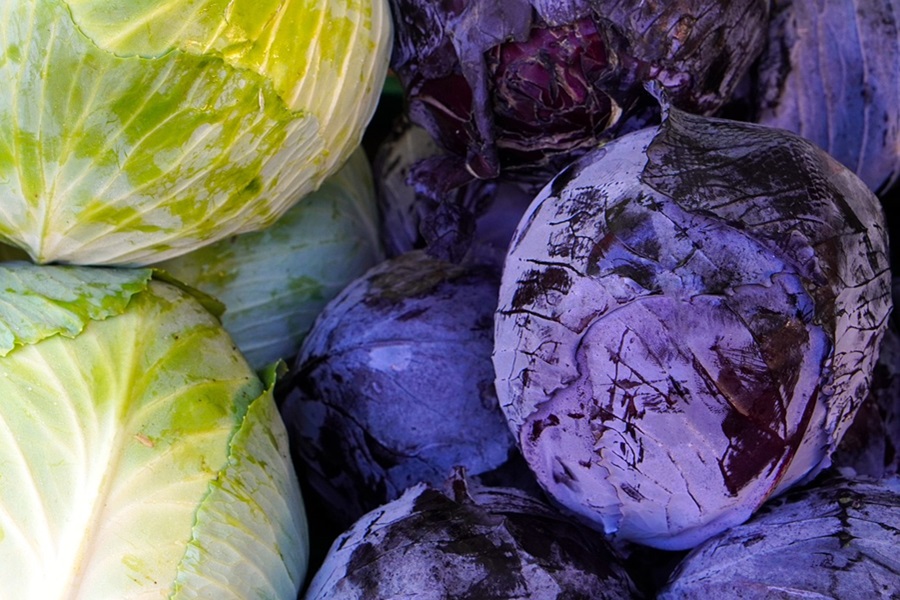 Radicchio vs Red Cabbage Close Up of a Bunch of Heads of Red Cabbage Next to Green Cabbage