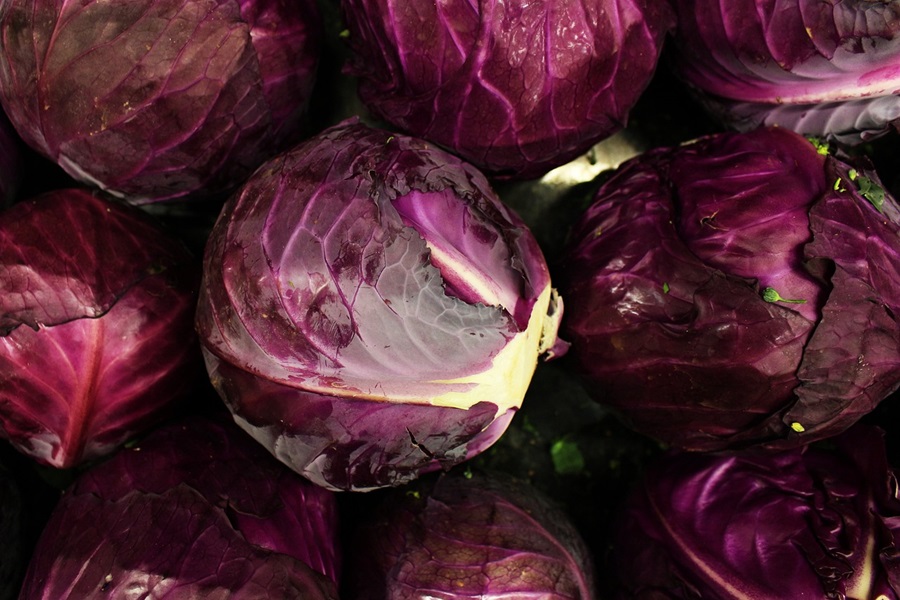 Radicchio vs Red Cabbage Close Up of Red Cabbage Heads 