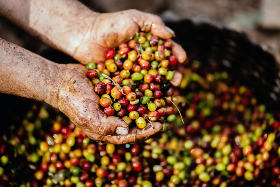 Best Coffee Bean Drinks Close Up of Coffee Berries