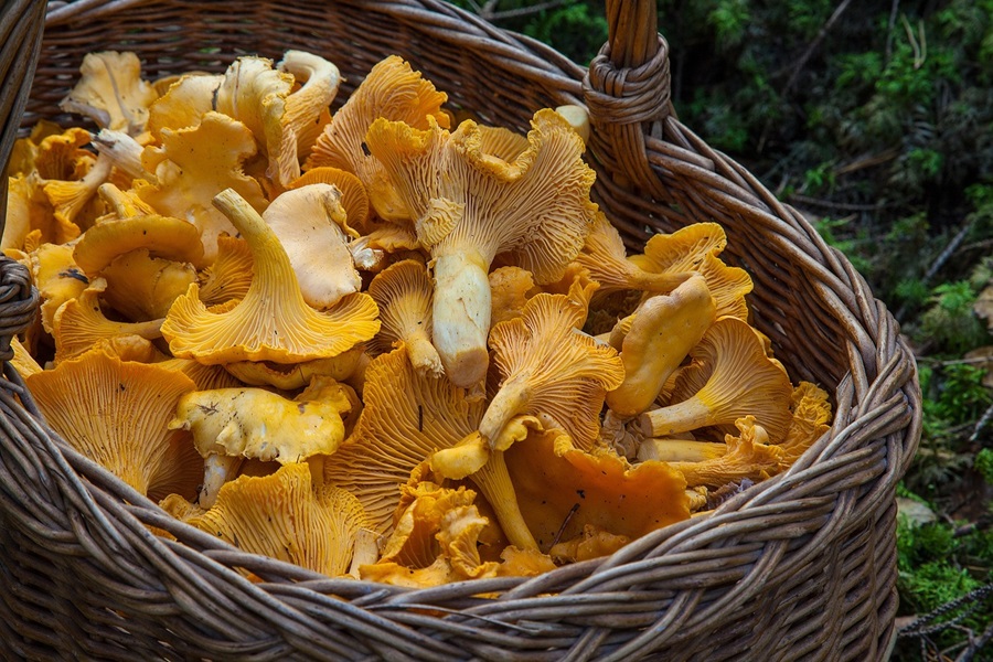Mushroom Caps vs Stems Cooking Tips Close Up of a Basket of Mushrooms
