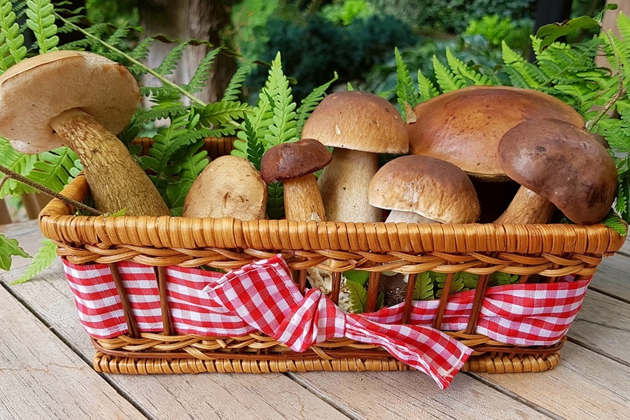 Mushroom Caps vs Stems Cooking Tips Close Up of a Basket of Mushrooms with a Red and White Checkered Ribbon Around the Basket