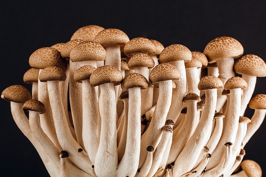 Mushroom Caps vs Stems Cooking Tips Close Up of Mushroom Stems
