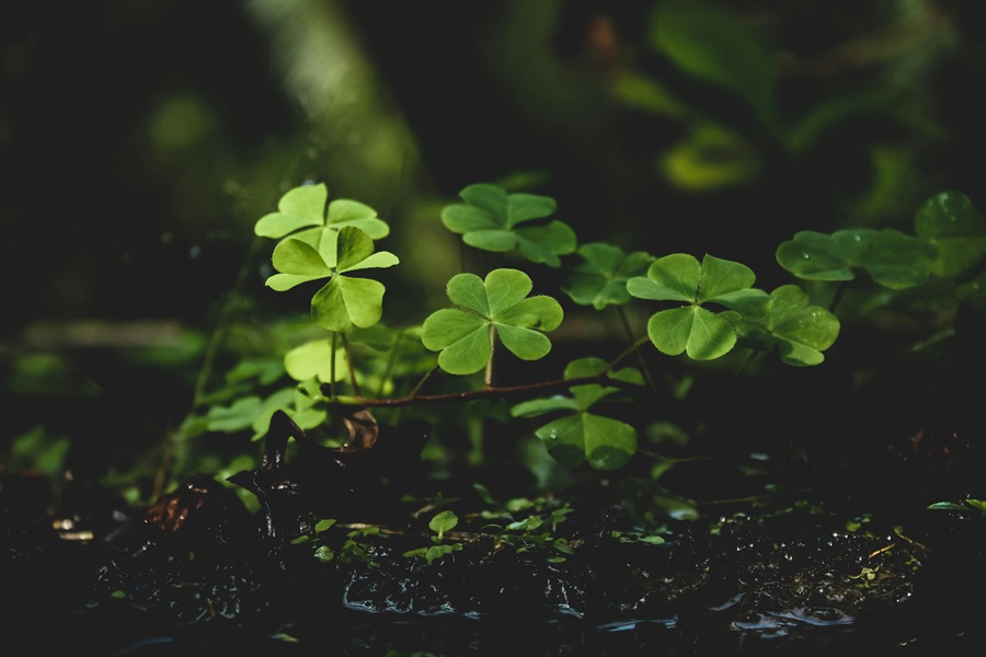 St. Patrick's Day Food Snack Ideas Close Up of a Small Patch of Clovers