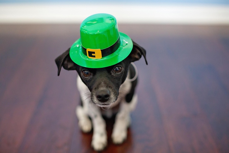 St. Patrick's Day Food Snack Ideas a Small Dog Wearing a Leprechaun Hat